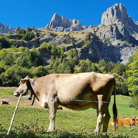 Daire Once Upon A Time